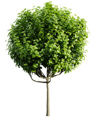 Poster - catalpa bignonioides tree on transparent background.3d rendering