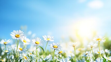 Sunlit Daisies: A vibrant field of white daisies basking in the warm glow of the sun, their delicate petals reaching towards a brilliant blue sky, symbolizing hope, purity, and new beginnings.  