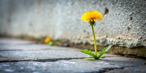 Resilience portrayed by dandelion sprouting through concrete crack