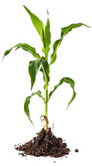 Corn plant isolate on transparency background