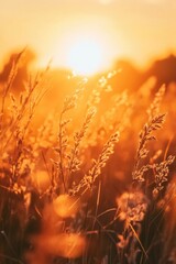 Wall Mural - Sunset over tall grass