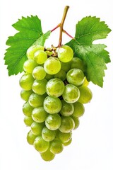 Canvas Print - Green grapes on vine