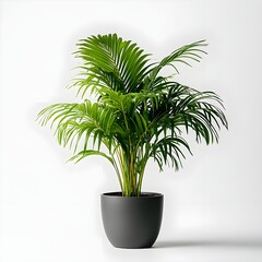 Green Palm Plant in Grey Pot on White Background.