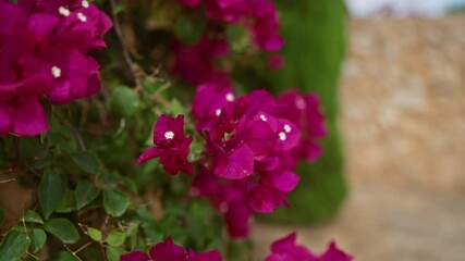 Wall Mural - Close-up of vibrant bougainvillea spectabilis flowers in mallorca, showcasing their vivid purple color outdoors in the balearic islands.