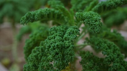 Wall Mural - Curly kale leaves in vivid green, found outdoors in mallorca, spain, showcasing vibrant and healthy foliage up close.