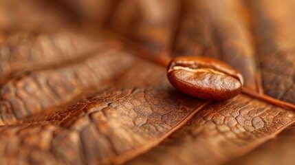 Wall Mural -  A close-up of a brown leaf with a seed at its tip