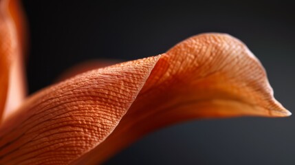 close-up of an orange flower against a black background, softly focusing on its center