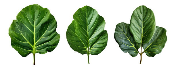 Canvas Print - Fiddle Leaf Fig leaf, on isolated transparent background