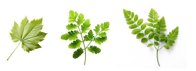 Canvas Print - Grape Leaf, on isolated transparent background