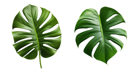 Wall Mural - Vibrant green monstera leaf, on isolated transparent background