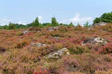 Poster - Heather land of Laris qui parle in Fontainebleau forest