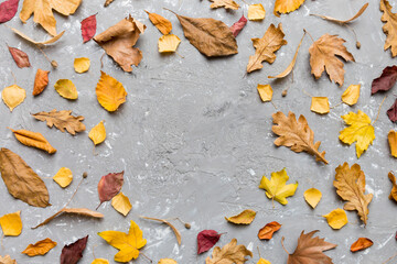 Wall Mural - autumn composition made of dried leaves, cones and acorns on table. flat lay, top view