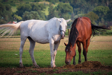 The year-round breeding of horses on pasture reminds the original life of horses only partially. It is still more advantageous for them than classic living in a barn. Feeding beautiful mares.