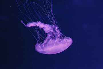 Wall Mural - underwater photos of jellyfish chrysaora quinquecirrha jellyfish the atlantic sea nettle