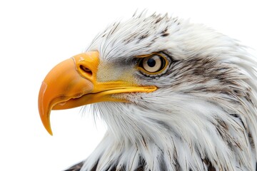 Canvas Print - Close-up Portrait of an American Bald Eagle