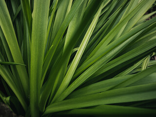 Green plant leaves