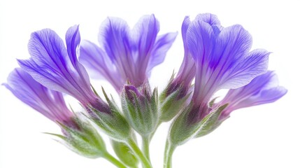 Wall Mural - Purple Statice Flower Bloom on White Background - Close-up Shot (Top View)