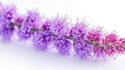 Wall Mural - Vibrant Close-Up of Liatris Flower on White Background: Stunning Floral Photography Shot.