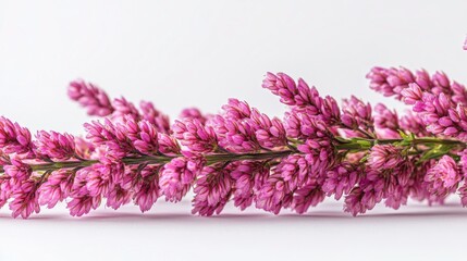 Wall Mural - Vibrant close-up shot of a blooming heather flower on white background