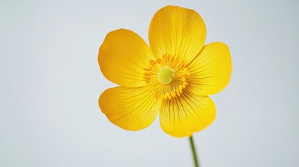 Wall Mural - Vibrant Buttercup Flower Close-Up on White Background - Detailed Floral Photography Beauty