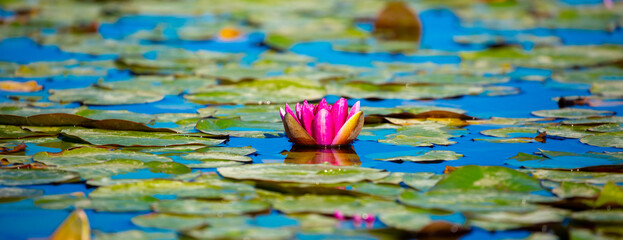 Lotus pond. Water lily close up. Sacred lotus flower in Buddhism. Calmness and tranquility. Spa treatments, yoga, meditation. Tropical nature.