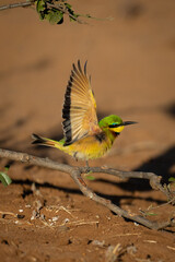 Wall Mural - Little bee-eater lifts wings flying from branch