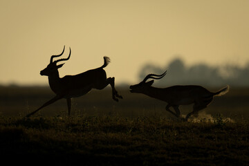 Wall Mural - Male impala chasing after another in silhouette