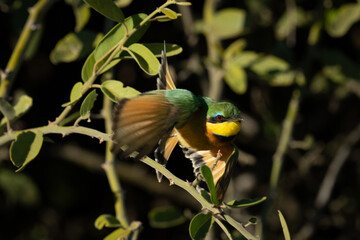 Wall Mural - Little bee-eater takes off from green bush