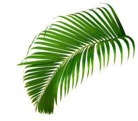 Tropical palm leaves. Green leaf of palm tree isolated on transparent background