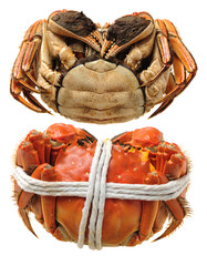 Wall Mural - Cooked river crab isolated in white background