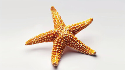 A single starfish stands alone on a white backdrop.