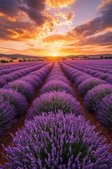 Wall Mural - A vast lavender field in full bloom under a golden sunset, the purple flowers contrasting with the orange and pink sky.