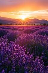 Wall Mural - A vast lavender field in full bloom under a golden sunset, the purple flowers contrasting with the orange and pink sky.