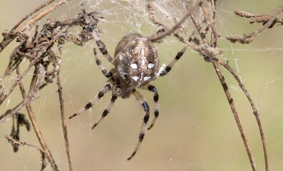 spider on a web