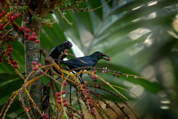 Asian glossy starling, Aplonis panayensis, pair of bird feeding fruits on the palm tree. Glossy starling with red berry in the bil, Singapore, Asia. Wildlife nature. Animal behaviour in Asia.