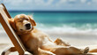 © imran - dog siesta on beach chair