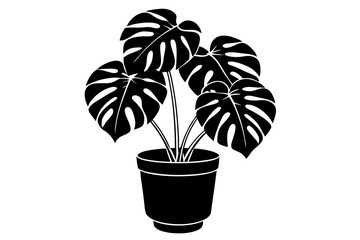 Silhouette of a monstera deliciosa plant in a pot