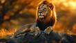© ari - Majestic Lion at Sunset