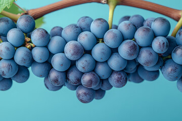 Aufkleber - A bunch of grapes on a vine, isolated on a pastel green background, representing the growth stage in winemaking,