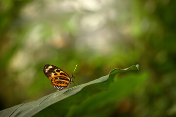 Wall Mural - Heliconius ismenius, butterfly  in nature habitat. Nice insect from Costa Rica in the green forest. Butterfly sitting on the leave from Panama. Wildlife in the forest, tropic nature.