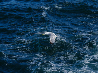 a beautiful seagull flying over the sea