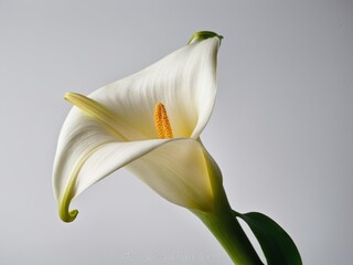 Portrait of a single white calla lily elegantly poised against a neutral background