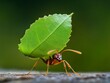 © sorrakrit - A red ant carries a large green leaf, showcasing the strength and determination of nature's tiny workers.