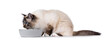 © Nynke - Handsome Sacred Birman cat, sitting side ways with grey food bowl. Head in bowl eating. Looking straight ahead away from camera. Isolated on white background.