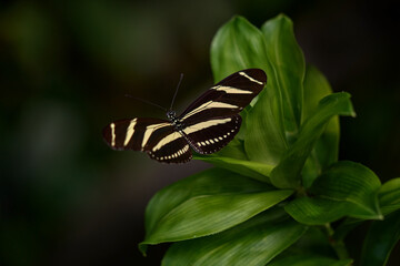 Wall Mural - Zebra Longwing, Heliconius charitonius, Beautiful butterfly. Butterfly in nature habitat. Nice insect from Costa Rica. Butterfly in the green forest. Butterfly sitting on the leave from Panama.