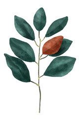 Poster - Magnolia leaf sticker png botanical drawing clipart