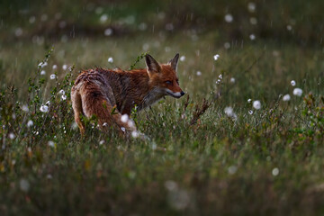 Wall Mural - Finland wildlife. Red Fox, Vulpes vulpes, beautiful animal on green vegetation in the forest, in the nature habitat, evening sun with nice light, Wildlife nature, Europe.