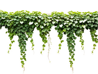 green leaves javanese treebine or grape ivy (cissus spp.) jungle vine hanging ivy plant bush isolate