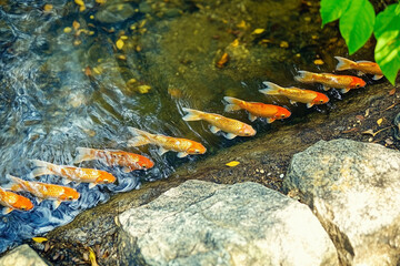 Path to Prosperity: Koi in Golden Harmony