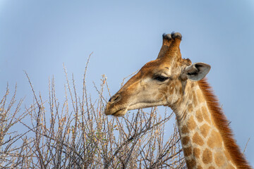 Close up photo of the head of a giraffe, wildlife and game drive in Namibia, Africa